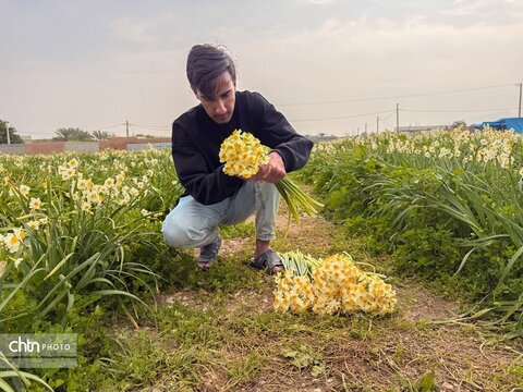 نرگس زارهای نوآباد