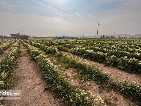 نرگس زارهای نوآباد