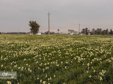 نرگس زارهای نوآباد