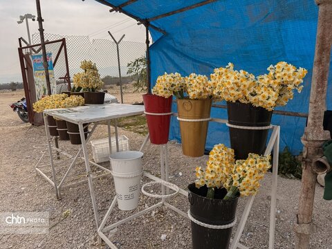 نرگس زارهای نوآباد