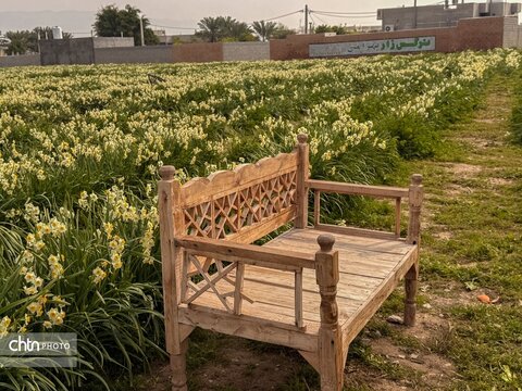 نرگس زارهای نوآباد