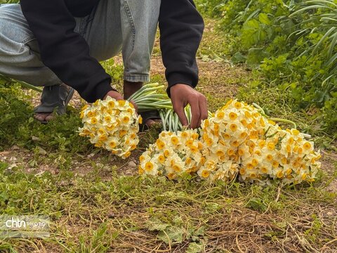 نرگس زارهای نوآباد