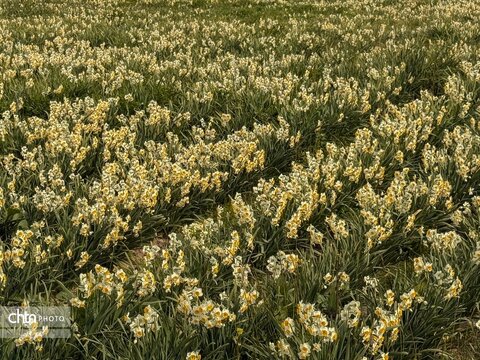 نرگس زارهای نوآباد