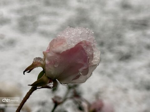 حالم هوای زمستان در حافظیه