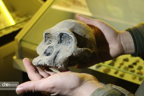 موزه دیرینه شناسی وعلوم توس (پارک علوم زیما)