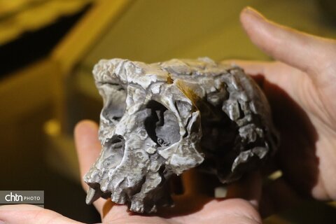 موزه دیرینه شناسی وعلوم توس (پارک علوم زیما)