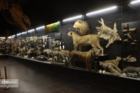 موزه دیرینه شناسی وعلوم توس (پارک علوم زیما)