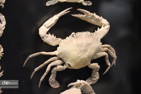 موزه دیرینه شناسی وعلوم توس (پارک علوم زیما)