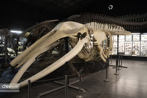 موزه دیرینه شناسی وعلوم توس (پارک علوم زیما)