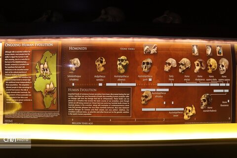 موزه دیرینه شناسی وعلوم توس (پارک علوم زیما)