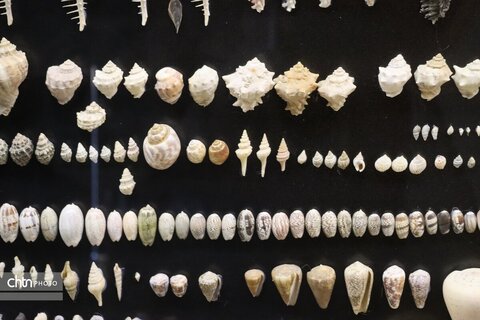 موزه دیرینه شناسی وعلوم توس (پارک علوم زیما)