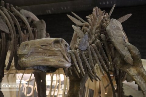 موزه دیرینه شناسی وعلوم توس (پارک علوم زیما)