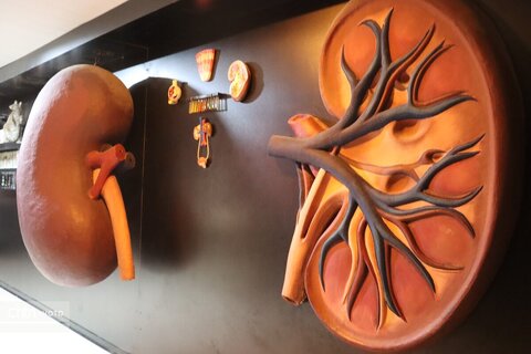 موزه دیرینه شناسی وعلوم توس (پارک علوم زیما)