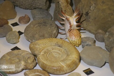 موزه دیرینه شناسی وعلوم توس (پارک علوم زیما)