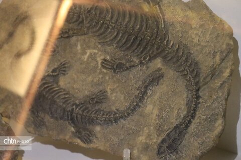 موزه دیرینه شناسی وعلوم توس (پارک علوم زیما)