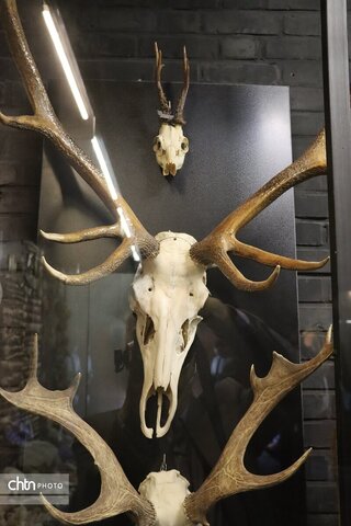 موزه دیرینه شناسی وعلوم توس (پارک علوم زیما)