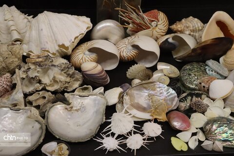 موزه دیرینه شناسی وعلوم توس (پارک علوم زیما)