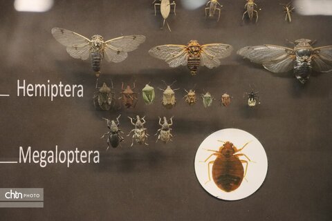 موزه دیرینه شناسی وعلوم توس (پارک علوم زیما)