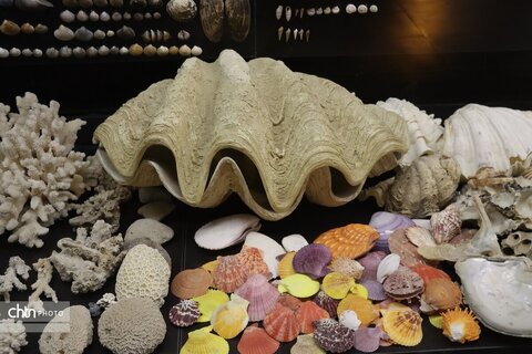 موزه دیرینه شناسی وعلوم توس (پارک علوم زیما)