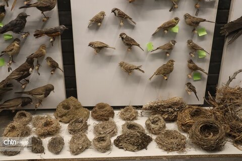 موزه دیرینه شناسی وعلوم توس (پارک علوم زیما)