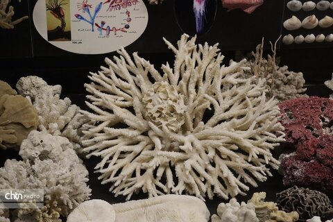 موزه دیرینه شناسی وعلوم توس (پارک علوم زیما)