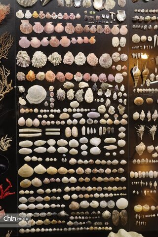 موزه دیرینه شناسی وعلوم توس (پارک علوم زیما)