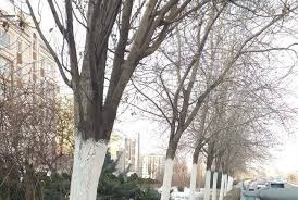 حفاظت از درختان منطقه ۲ تهران با اجرای طرح باندینگ