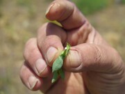 آغاز مرحله دوم مطالعات «مردم‌شناسی گیاهان دارویی و درمانگری ایل سنگسری در دیوآسیاب لار»