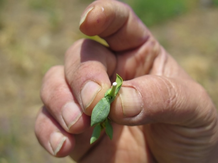 آغاز مرحله دوم مطالعات «مردم‌شناسی گیاهان دارویی و درمانگری ایل سنگسری در دیوآسیاب لار»