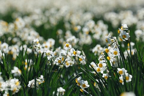 هشتمین جشنواره گل نرگس کازرون