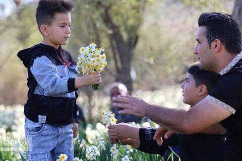 هشتمین جشنواره گل نرگس کازرون