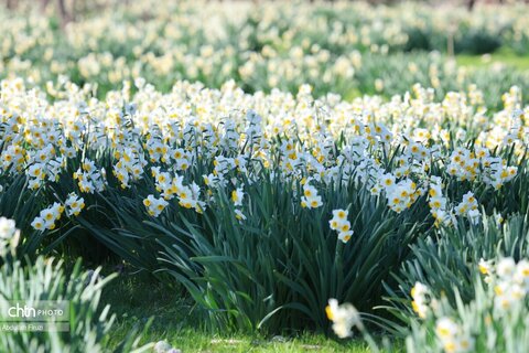 هشتمین جشنواره گل نرگس کازرون