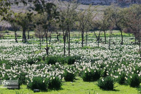 هشتمین جشنواره گل نرگس کازرون