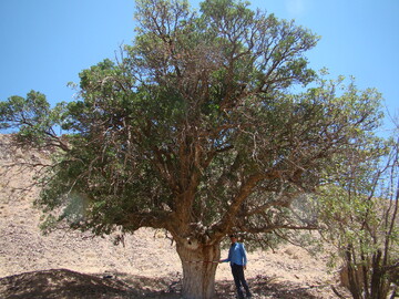 ثبت درخت بنه کهنسال کلاته سری قاین در فهرست میراث طبیعی