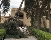 آغاز عملیات ایمن‌سازی و بررسی وضعیت ریشه و پایداری درختان باغ فین کاشان