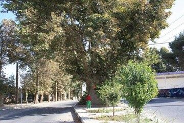 المان درخت چنار ثبت‌شده سعیدآباد نصب می‌شود