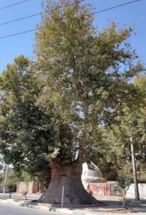 المان درخت چنار ثبت‌شده سعیدآباد نصب می‌شود