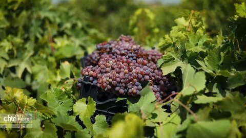 برداشت انگور گتوند