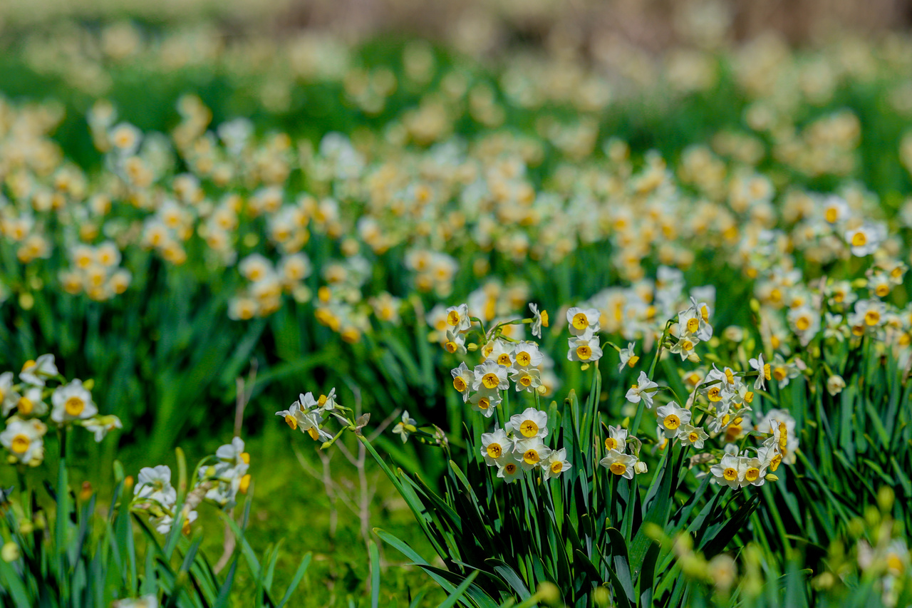 نرگس‌های جره و بالاده، قلب تپنده طبیعت زمستانی ایران