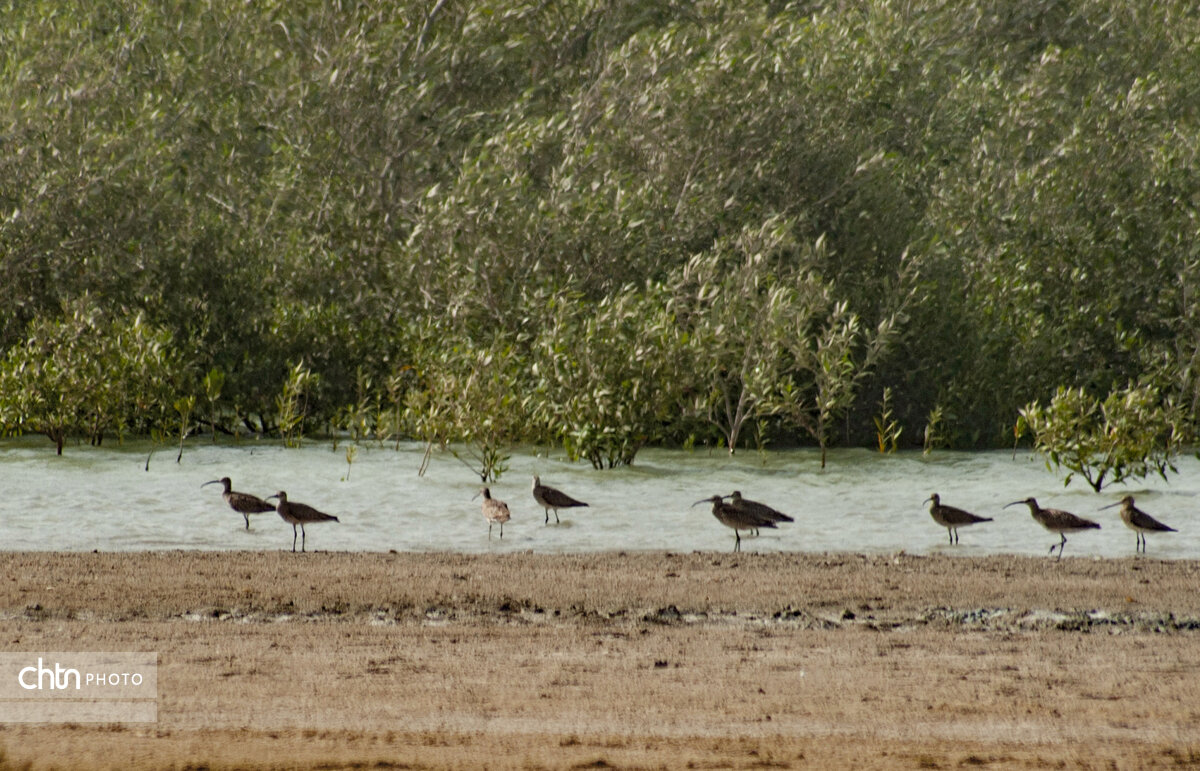سیستان و بلوچستان؛ ژئوتمدن مَکُران و سیستان در مدار ۵ هزار سال تاریخ، طبیعت و آینده‌سازی ایران/ قطب نوظهور توسعه پایدار در سپهر ملی