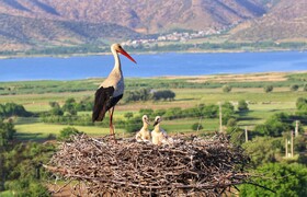 دریاچه زریبار، بزرگترین زیستگاه پرندگان مهاجر در کُردستان