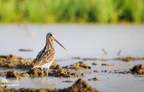 حیات وحش دریاچه زریبار، تجربه‌ای ناب از طبیعت کردستان