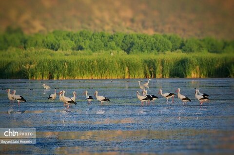 حیات وحش دریاچه زریبار، تجربه‌ای ناب از طبیعت کردستان