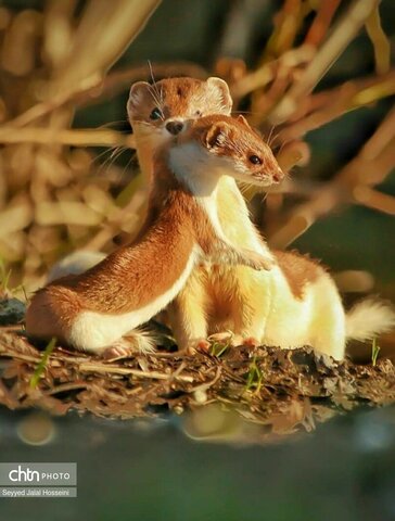 حیات وحش دریاچه زریبار، تجربه‌ای ناب از طبیعت کردستان