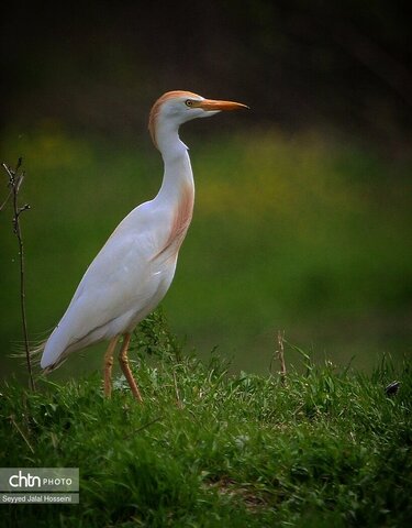 حیات وحش دریاچه زریبار، تجربه‌ای ناب از طبیعت کردستان