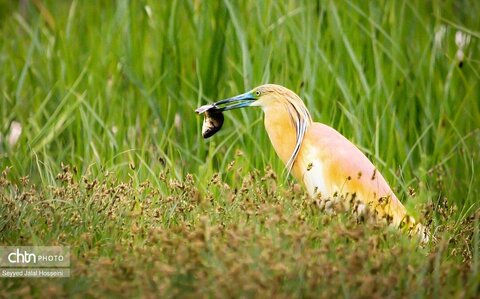 حیات وحش دریاچه زریبار، تجربه‌ای ناب از طبیعت کردستان