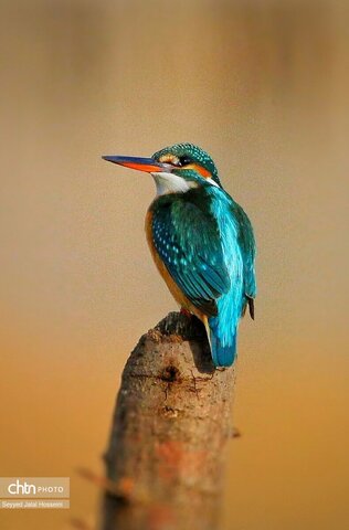 حیات وحش دریاچه زریبار، تجربه‌ای ناب از طبیعت کردستان