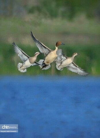 حیات وحش دریاچه زریبار، تجربه‌ای ناب از طبیعت کردستان