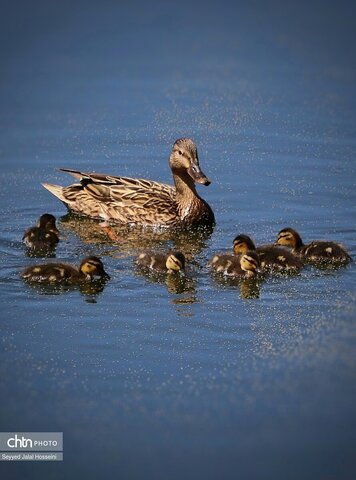 حیات وحش دریاچه زریبار، تجربه‌ای ناب از طبیعت کردستان