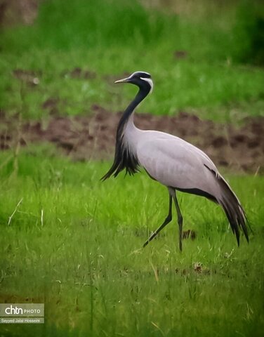 حیات وحش دریاچه زریبار، تجربه‌ای ناب از طبیعت کردستان